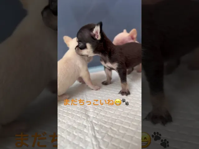 動画