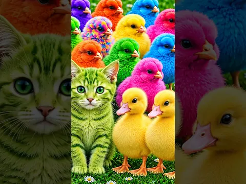 Tangkap Ayam Lucu, ayam warna warni, ayam rainbow, kelinci lucu, bebek lucu, ikan koi, Hewan Lucu