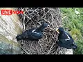 Download Lagu Selati Verreaux's Eagles Live Stream | Africam \u0026 Explore.org