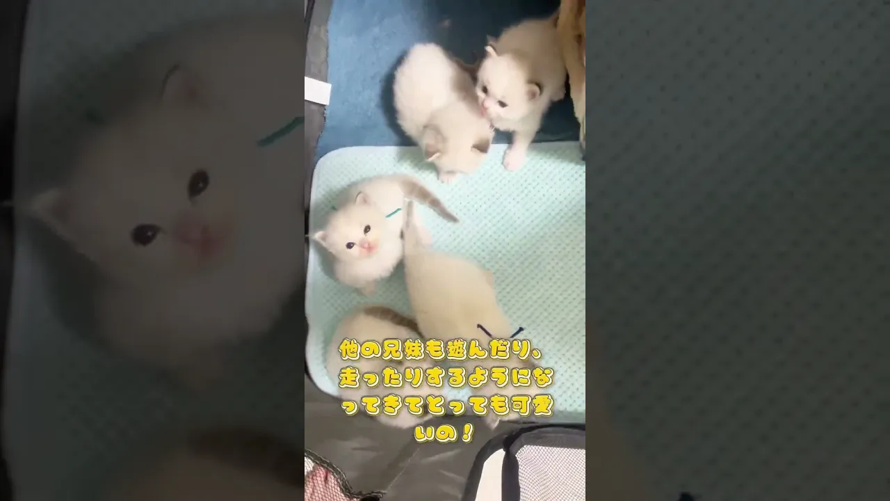 動画