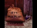Chalwa - 10 Ft. Ganja Plant