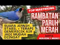 Lagu MASTERAN RAMBATAN PARUH MERAH SUARA JERNIH \u0026 STABIL MUDAH DIINGAT  JEDA 1 MENIT #masteranburung
