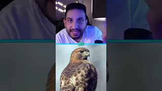 صوت العقاب والصقر ضحك معلومات عقاب صقر السعودية الرياض جدة حايل عبدالاله Bs Shorts 