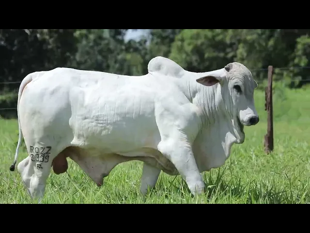 Touro Nelore ROZZ - 2339