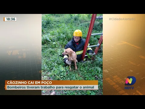 Cachorro é salvo depois de cair em poço