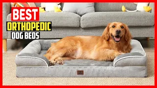 Top 5 Best Orthopedic Dog Beds in 2026