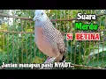 Download Lagu Suara Merdu Perkutut Betina Memanggil Jantan || The sound of a female turtledove calling male