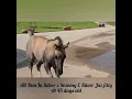 24 All Dun In Silver x Shining C Silver Jaz filly at 45 days old Shining C Grulla Horses