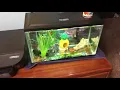 10 Gallon Craigslist Tank