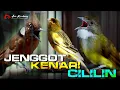 Download Lagu MASTERAN CUCAK JENGGOT _ KENARI _ CILILIN