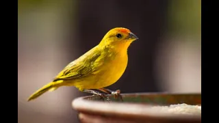 تغريد كناري أصلي صوت كناري بري قوي 