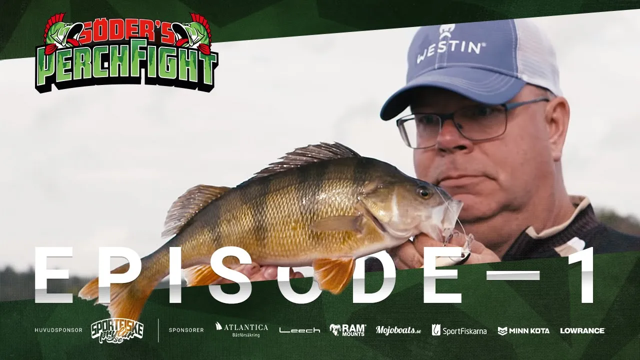 video Perch fight 2019