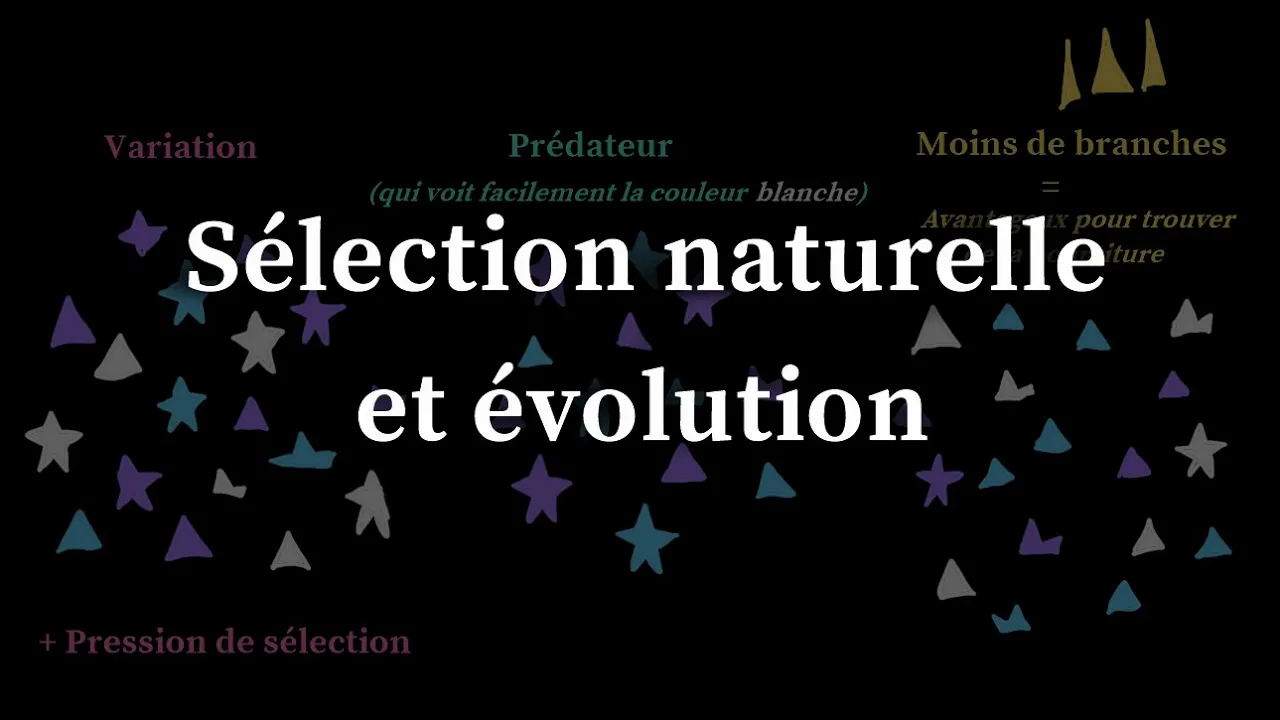 Sélection naturelle et évolution