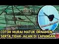 Download Lagu MURAI MATUK ORNAMEN DAN TIDAK JALAN DI LAPANGAN SEPERTI INI CARA PERAWATANYA‼️