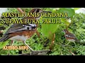 Download Lagu masteran burung Anis Cendana ngriwik panjang untuk mengatasi yang macet bunyi