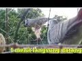 Download Lagu SUARA PIKAT PERKUTUT LOKAL perkutut liar langsung datang