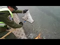 Trout stocking Pennsylvania trout fishing season 2018