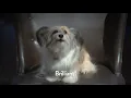 Dogtopia Bark Tank