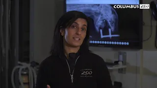Do Animals Go To The Dentist - Columbus Zoo Qs