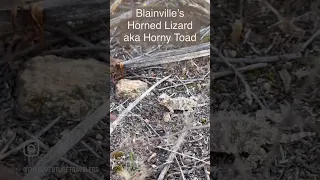 Cutest Horned Lizard (Horny Toad) we saw last night on our hike. Have you ever seen a horned lizard?