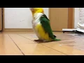 Download Lagu IMA BIRD