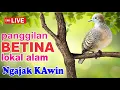 Lagu Perkutut BETINA memanggil jantan dari alam bebas berani PUTAR nyaut