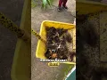 Download Lagu ULAT BULU SANGAT GATAL #short #funny #animals