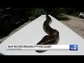 College students capture 17-foot-long python in Collier County