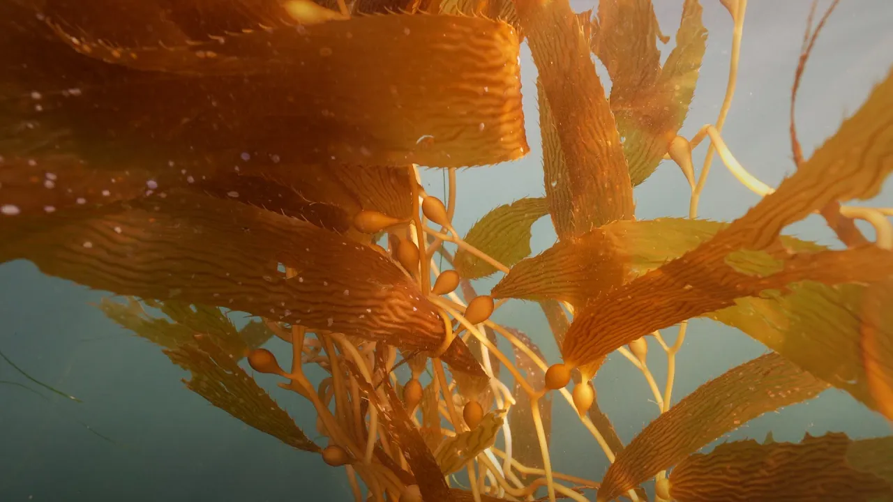Seaweed is the most generous material on Earth | IMAGINE5