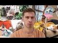 The real reason why people hate cats is concerning