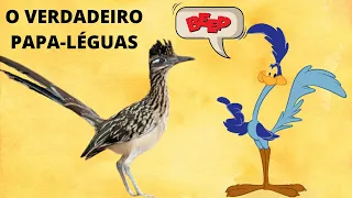 PAPA-LÉGUAS! ESSA AVE EXISTE DE VERDADE OU SOMENTE NO DESENHO?