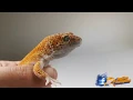 leopard gecko sounds - bruit d un gecko leopard