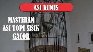 Download Burung Asi Kumis Gacor Dor | Branjangan Javanica MP3