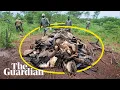 Download Lagu How unintentionally poisoning vultures is killing humans | It's Complicated