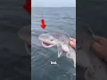Download Lagu This man caught a smiling shark ❤️
