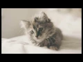 Relaxation pour le sommeil des enfants avec le petit chaton magique #sophrologieenfant #relaxation