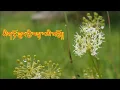 Download Lagu Sa Tha ring sa choe yar ma song # Jigme Norbu Wangdi