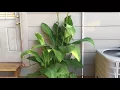 Download Lagu Canna Edulis - Perennial vegetable plant in zone 7