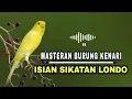 Download Lagu Masteran burung kenari gacor || isian sikatan londo
