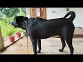 Black Labrador dog barking