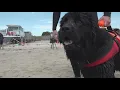 Meet Beacon the 14-month-old Newfoundland now working as a lifeguard