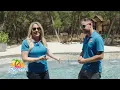 Staycation Fiberglass Pools - How much does a fiberglass pool cost
