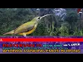 Download Lagu Pijantung Pisang Gacor Ngekek Panjang Tembakan Kasar Pijantung Masteran Burung Lomba