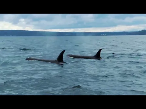 27 - The Snake and the Whale