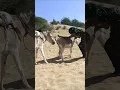 Download Lagu #donkey#horse#funny #duetz #funnyhorse #animals #equestrain