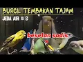 Download Lagu MASTERAN SPESIAL LEDAKAN 2025 KOMPILASI MEWAH UNTUK SEMUA JENIS BURUNG MURAI BATU DAN CUCAK IJO