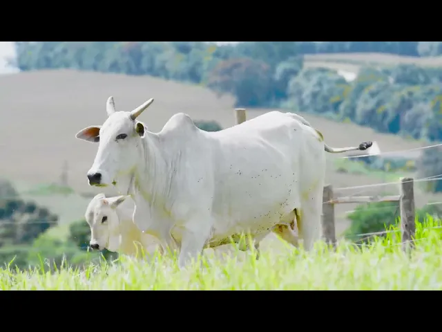 Matriz Nelore EPCF - 820