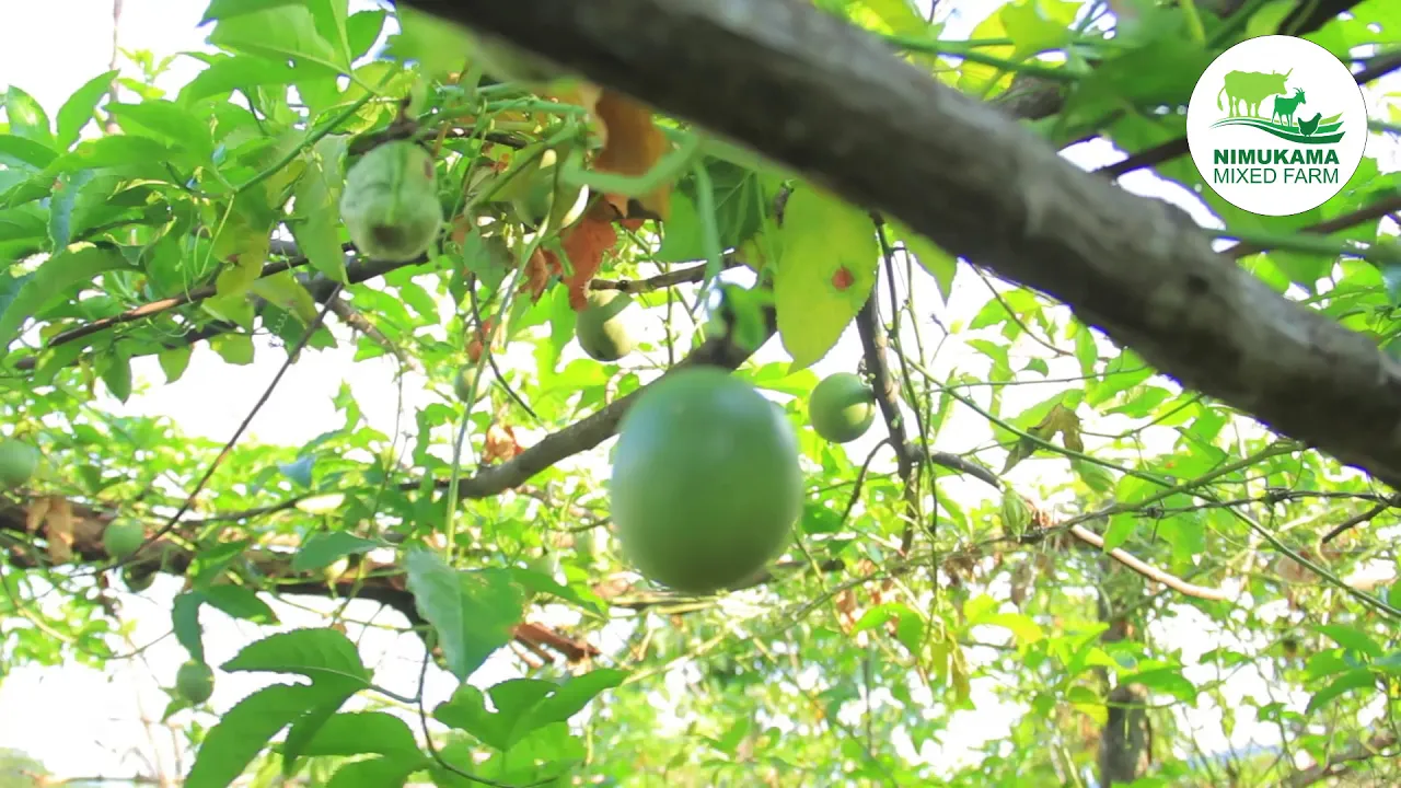 A virtual tour of Nimukama Mixed Farm