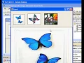 Using Drag and Drop Functionality in VB net VB2005 VB2008