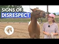 SIGNS A HORSE DOESN T RESPECT YOU Horse Behavior Guide